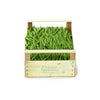 Green Bean / Box