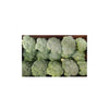 14 Bunch- Broccoli / Box