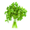 Italian Parsley Bunch