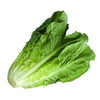 FRESH Romaine Lettuce
