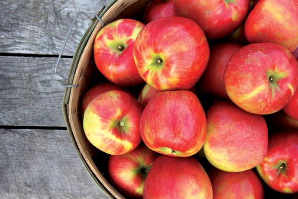 Honey crisp APPLES BUSHEL